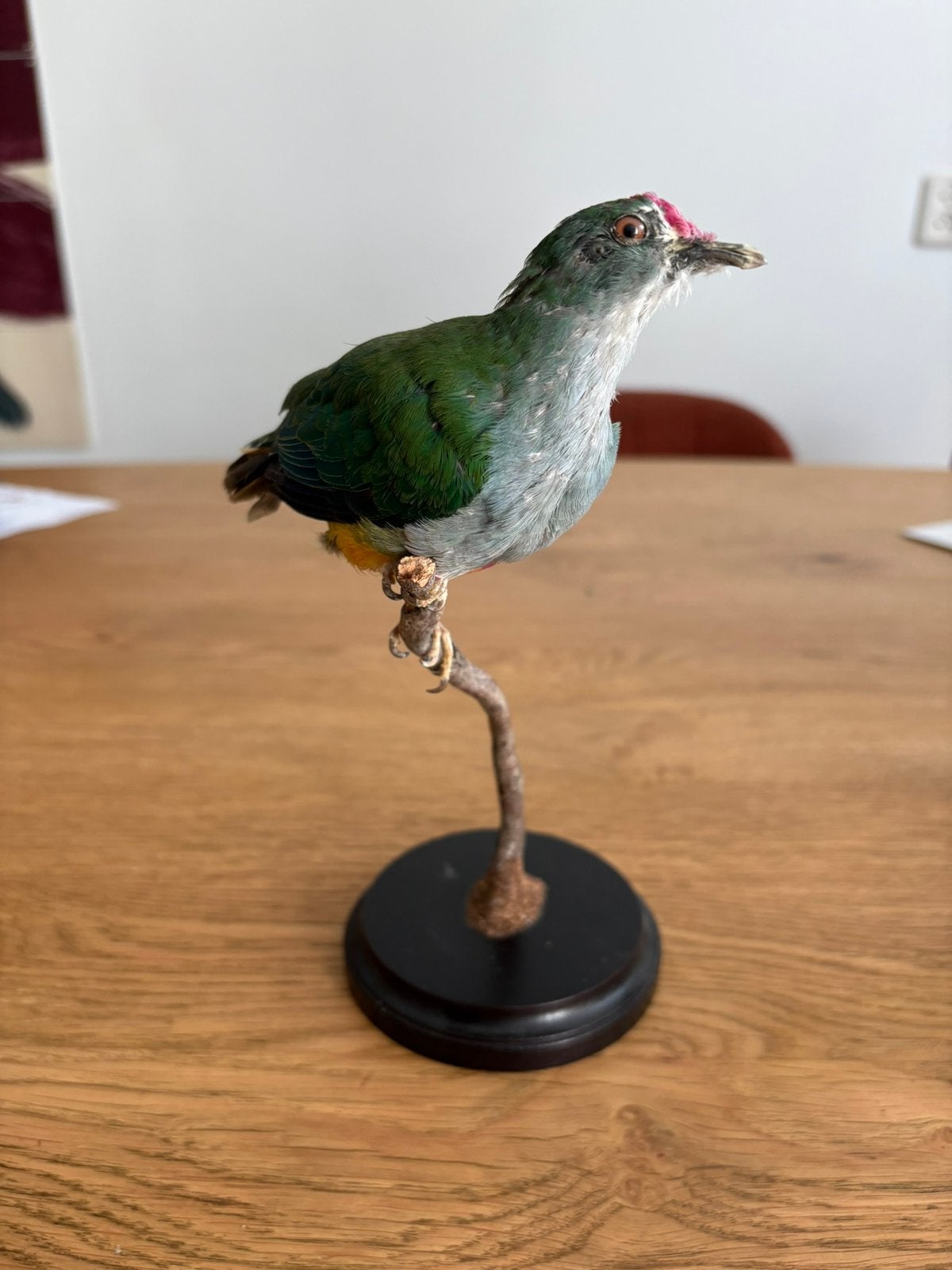Opgezette vruchtenduif texidermie, Ophalen of Verzenden, Nieuw, Vogel, Opgezet dier
