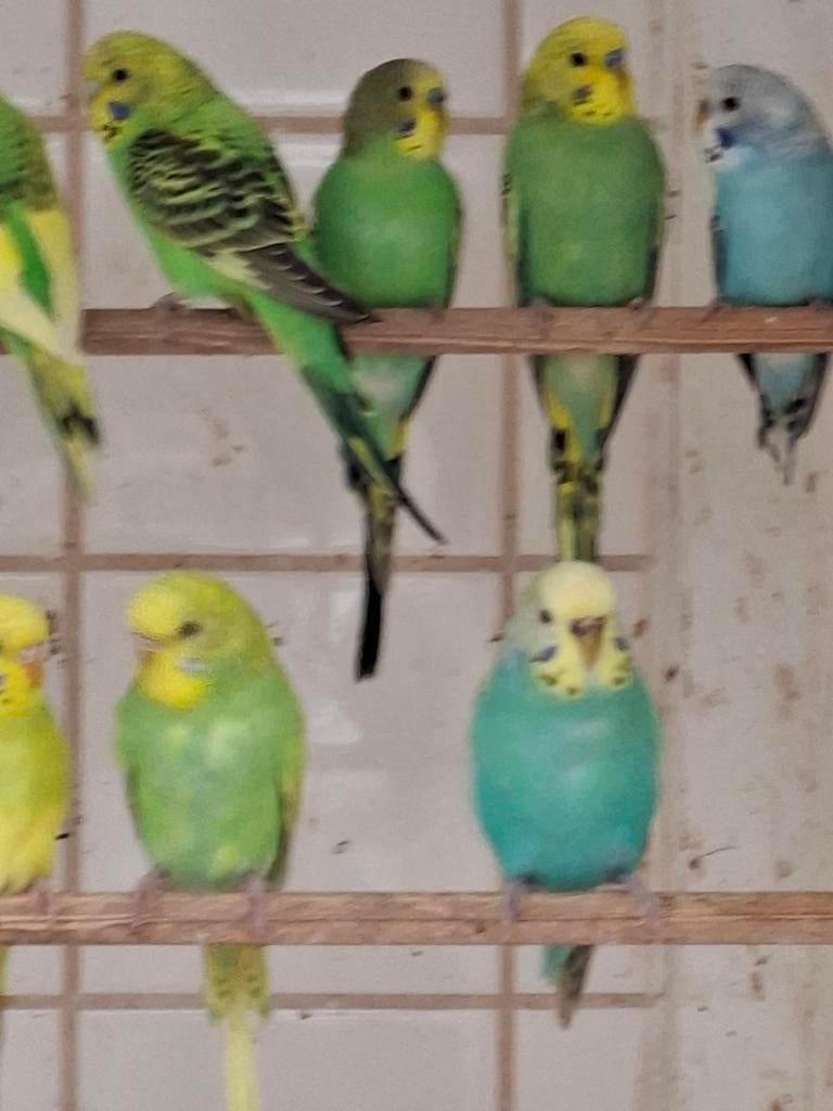 Te koop div parkieten, Dieren en Toebehoren, Vogels | Parkieten en Papegaaien, Meerdere dieren, Parkiet