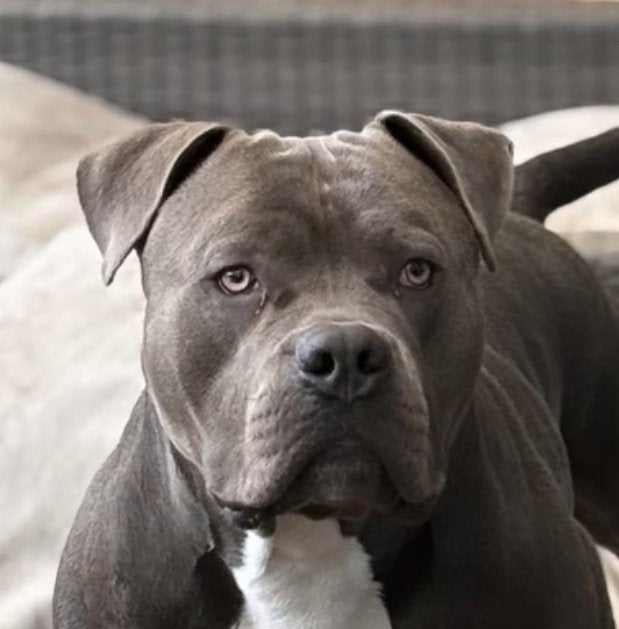 Bully XL Dekreu stamboom, Ophalen of Verzenden