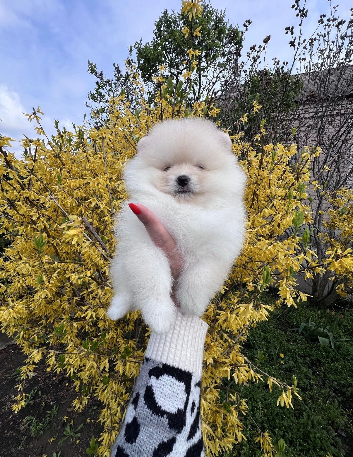 Pomeranian | Pomeriaan, 8 tot 15 weken, Parvo, Eén hond, Nederland