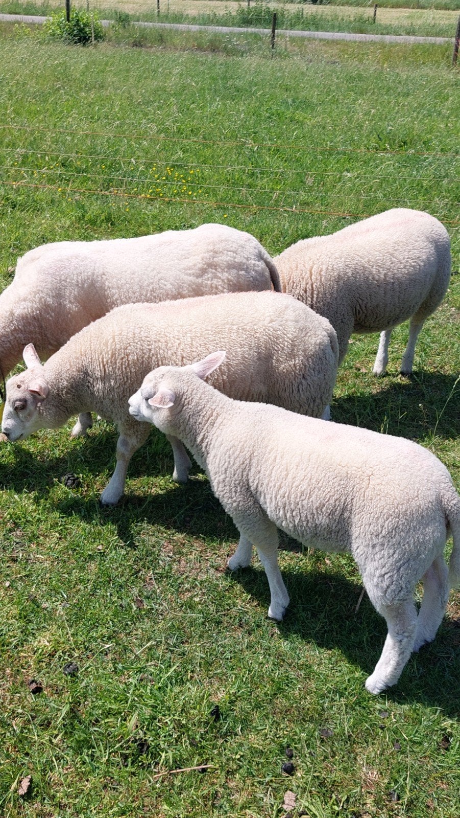 Te koop lammeren swifter Texelaar, Meerdere dieren, Schaap