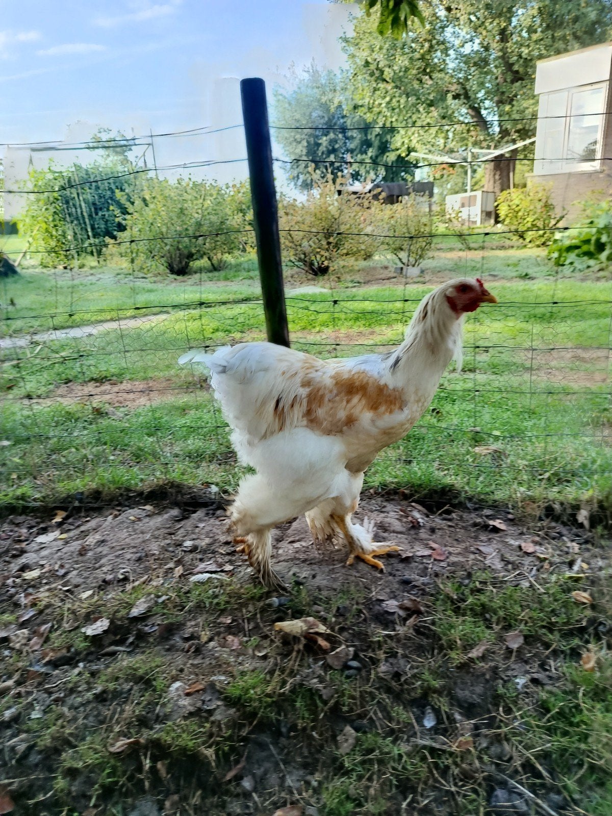 Te koop Brahma haan - Lemon Pyle, Dieren en Toebehoren, Mannelijk, Kip