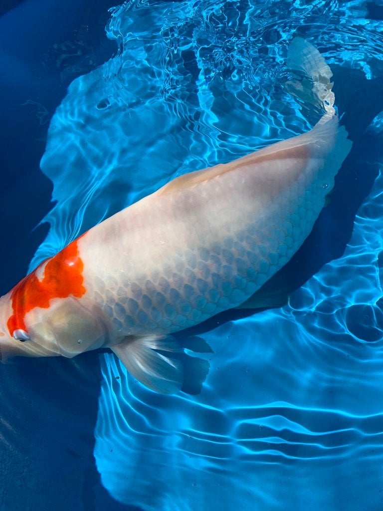 Mooie koi karpers, Dieren en Toebehoren, Vissen | Vijvervissen, Karper of Koi
