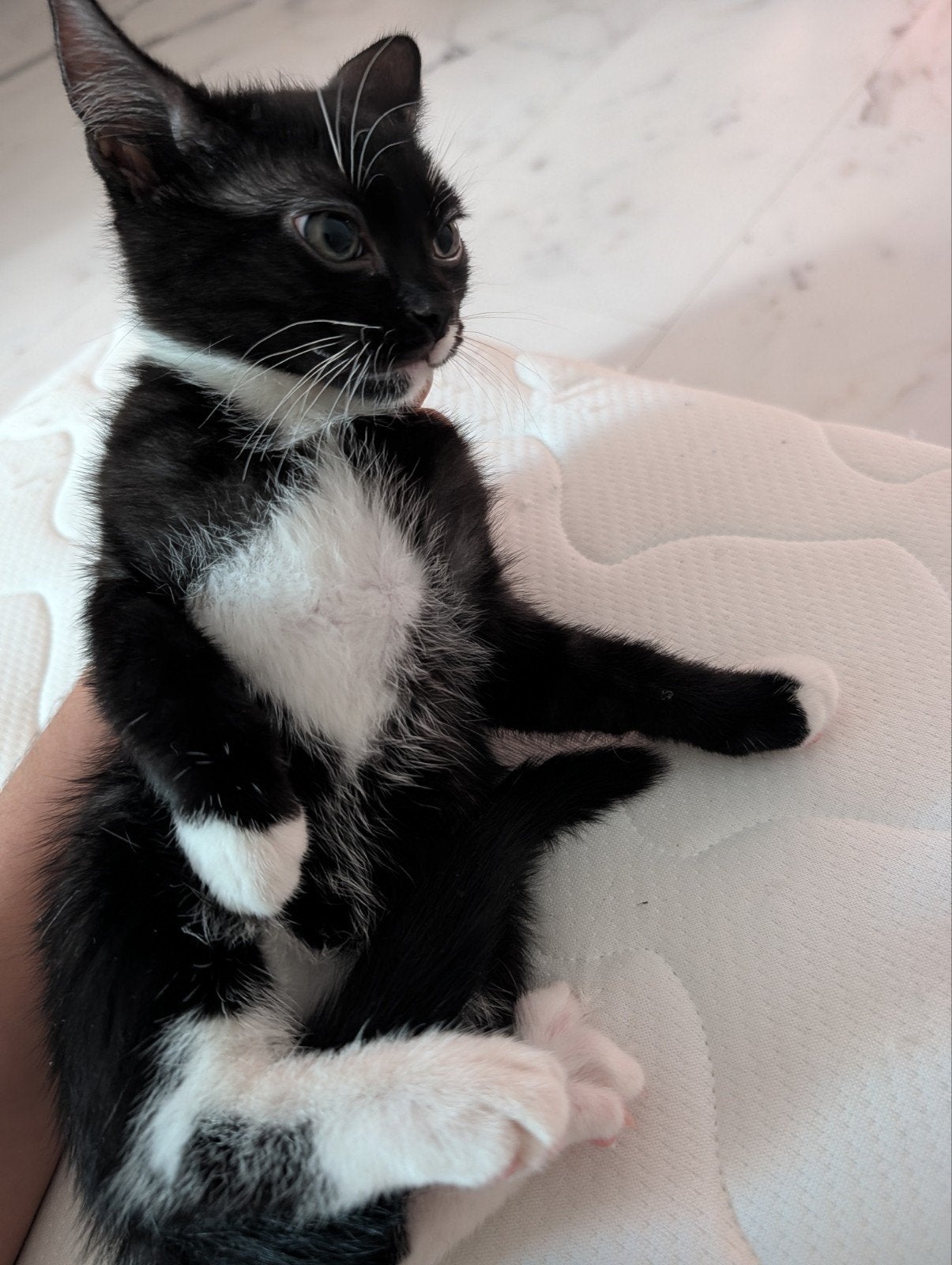Kittens