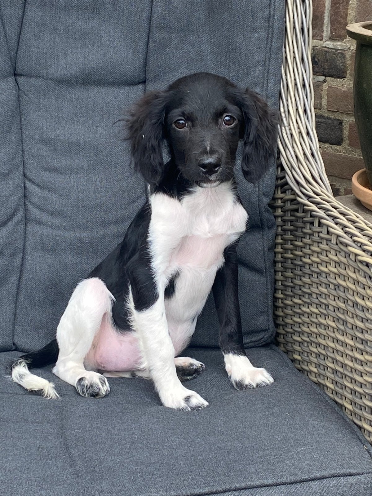 Hele mooue HEIDEWACHTEL x FRIESE STABIJ pup, Parvo, Nederland, 8 tot 15 weken, Teef