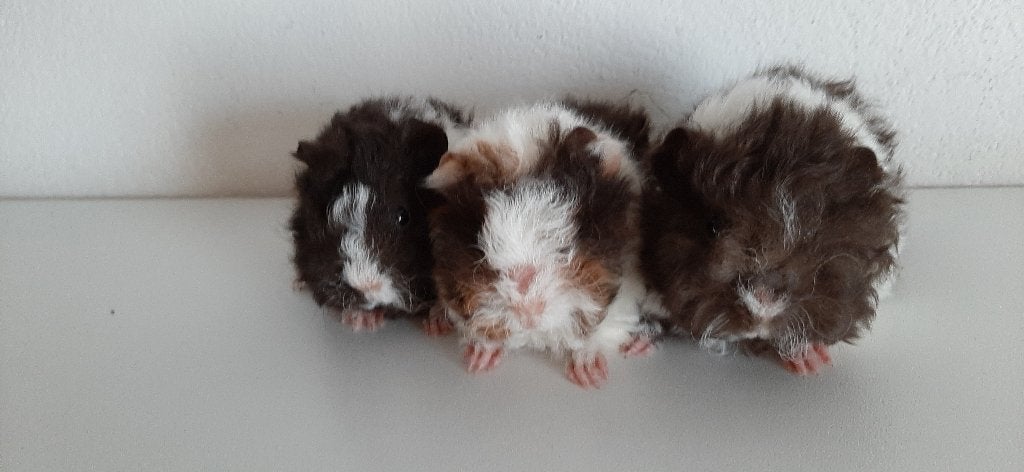 Drie choco bonte jonge lunkarya zeugjes, Cavia, Juli, Vrouwelijk, Tam
