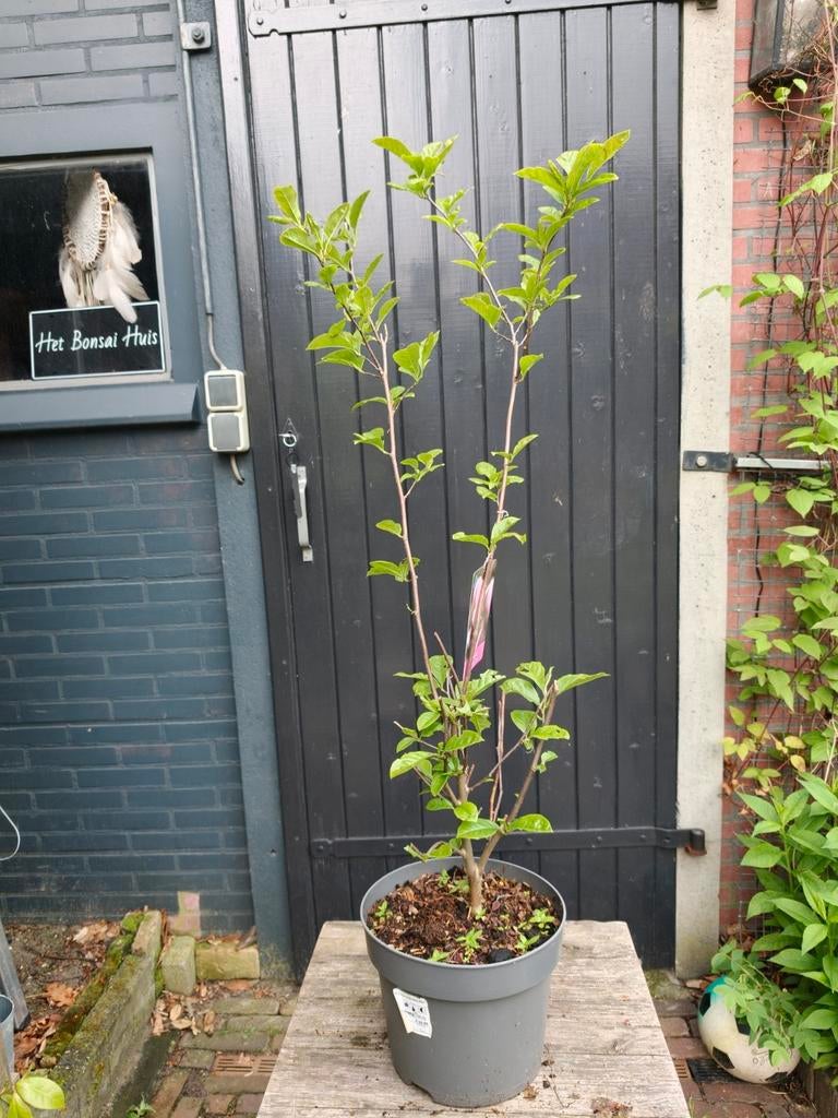 Magnolia George Henri Kern, Tuin en Terras, Planten | Bomen, Overige soorten, Lente, Minder dan 100 cm, Ophalen
