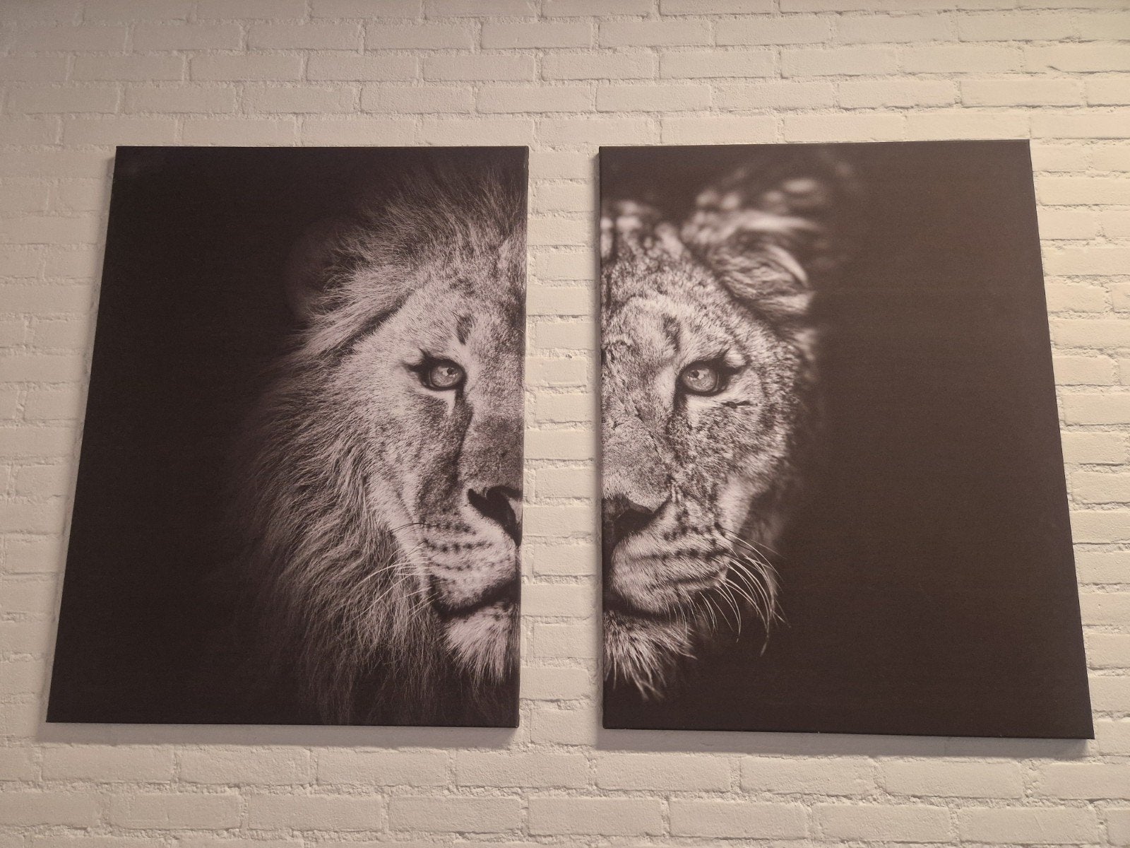 Set van 2 canvas schilderijen: Leeuw en Leeuwin, Ophalen, Zo goed als nieuw, Schilderij, 75 – 100