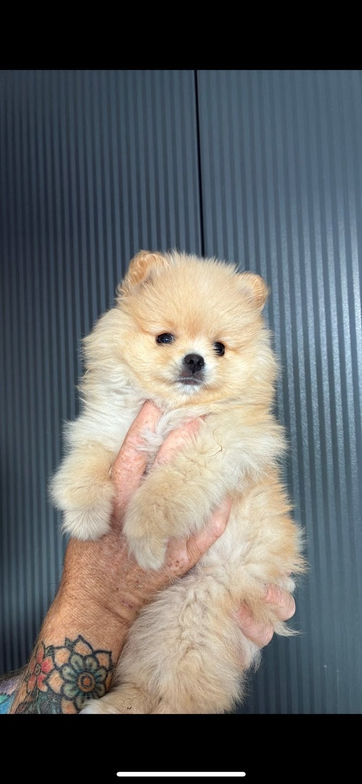 Pomeriaan pup super mooi reu, Parvo, Keeshond, Reu, 8 tot 15 weken