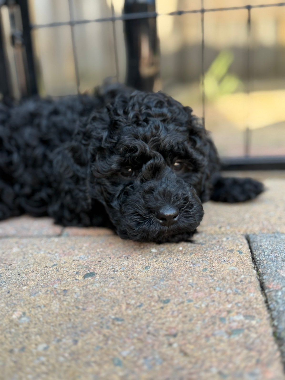 🐾🐻❤️ Mini Australian Labradoodle, mag verhuizen, CDV (hondenziekte), 8 tot 15 weken, Eén hond, Nederland