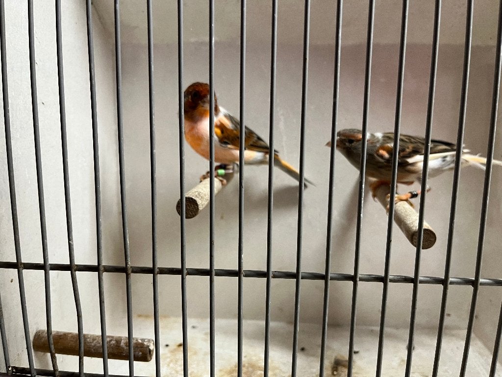 Koppel Harlekijn Kanaries, Meerdere dieren, Kleurkanarie