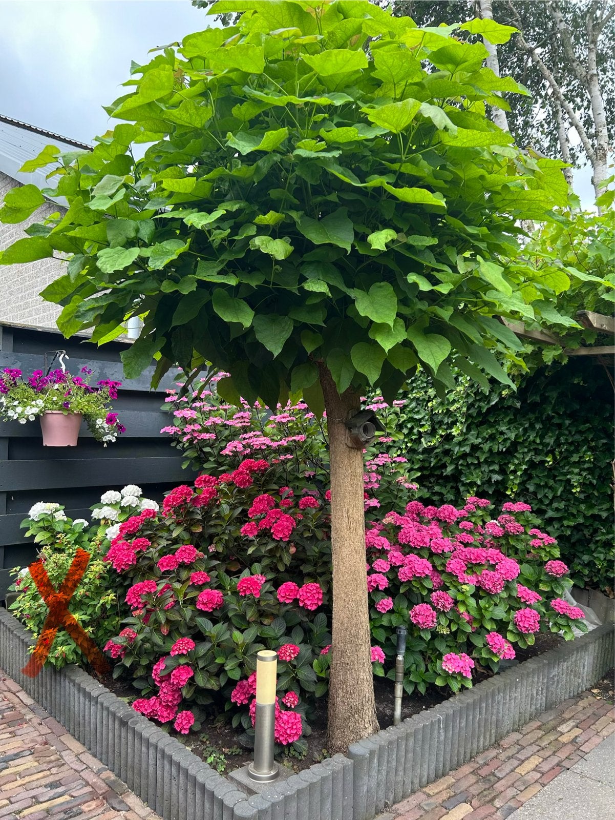 Hortensia's en Catalpa (Trompetboom) te koop- Zelf uitgraven, Vaste plant, Halfschaduw, Zomer, Ophalen