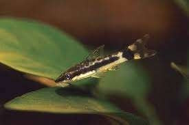 Otocinclus cf. Macrospilus - Dwerg algen eter - Koidreams, Vis, Zoetwatervis