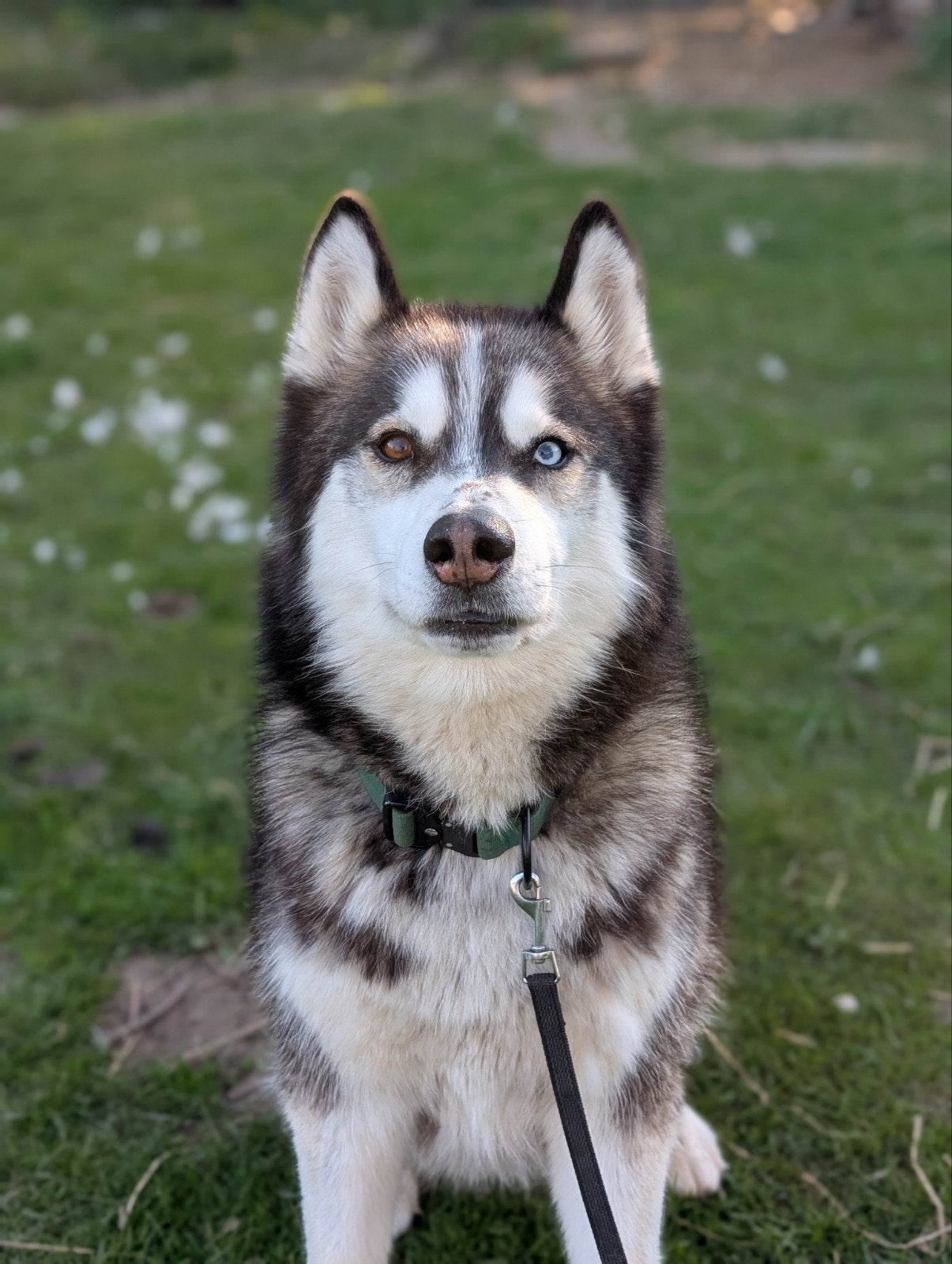Husky (7 jr) zoekt ervaren baasje, 6 jaar of ouder, Particulier, Buitenland, Eén hond
