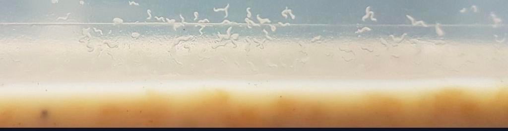 Microaaltjes, Ophalen of Verzenden, Nieuw, Overige typen