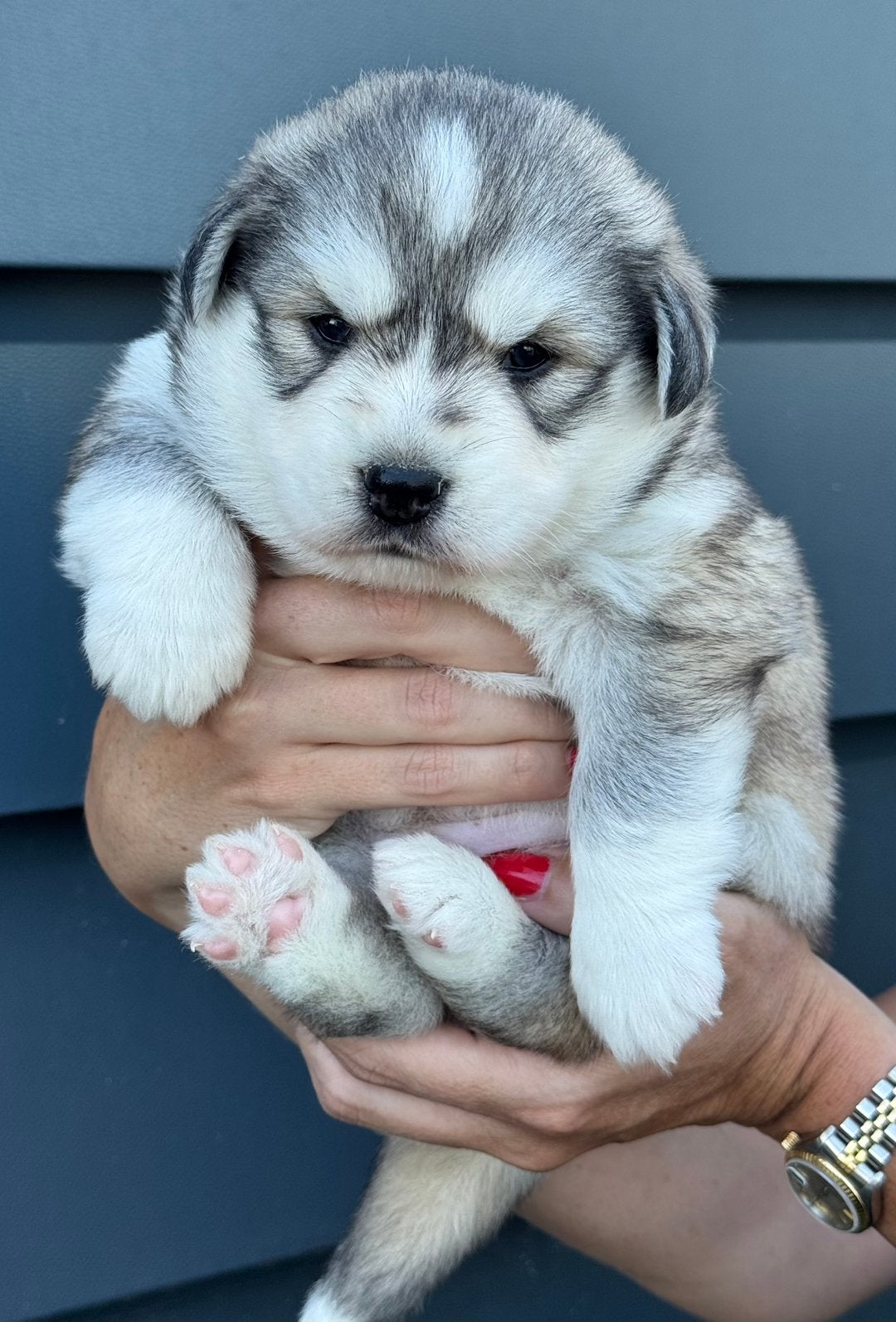 Pomskynederland - PUPS BESCHIKBAAR, Parvo, Nederland, 8 tot 15 weken, Poolhond
