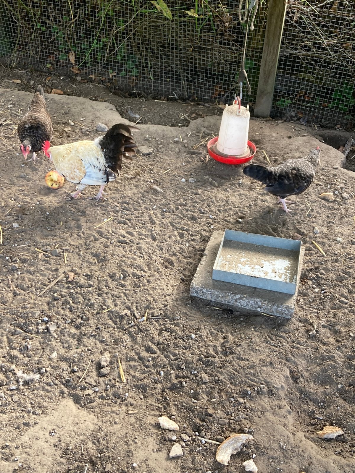 Friese krielkippen en 1 haan, Dieren en Toebehoren, Meerdere dieren, Kip