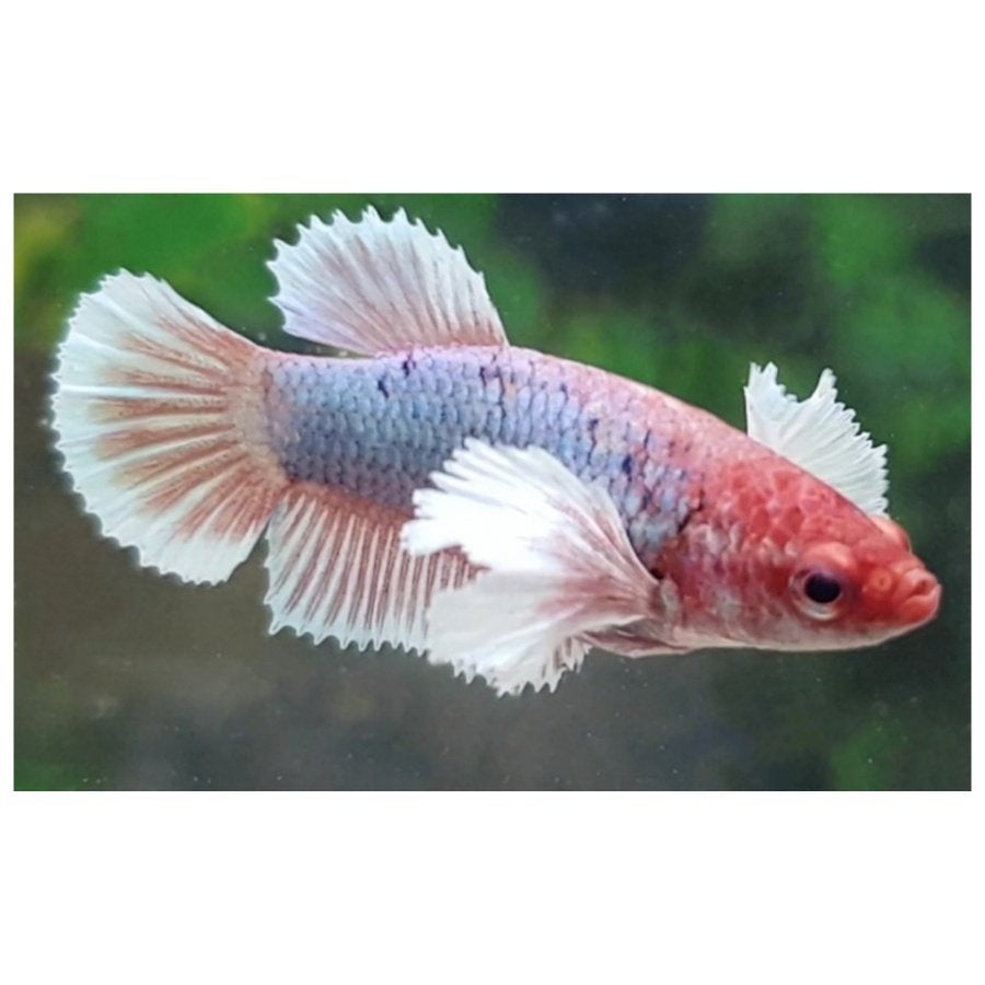 Betta vrouw roundtail dumbo ear - Koidream Valburg, Dieren en Toebehoren, Vissen | Aquariumvissen, Vis, Zoetwatervis