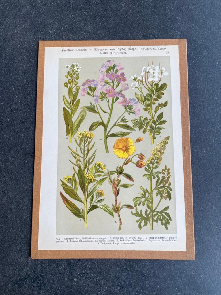 Vele prenten planten/bloemen 20x29 pst 5 euro oa papaver, Antiek en Kunst, Ophalen of Verzenden, Natuur en Biologie