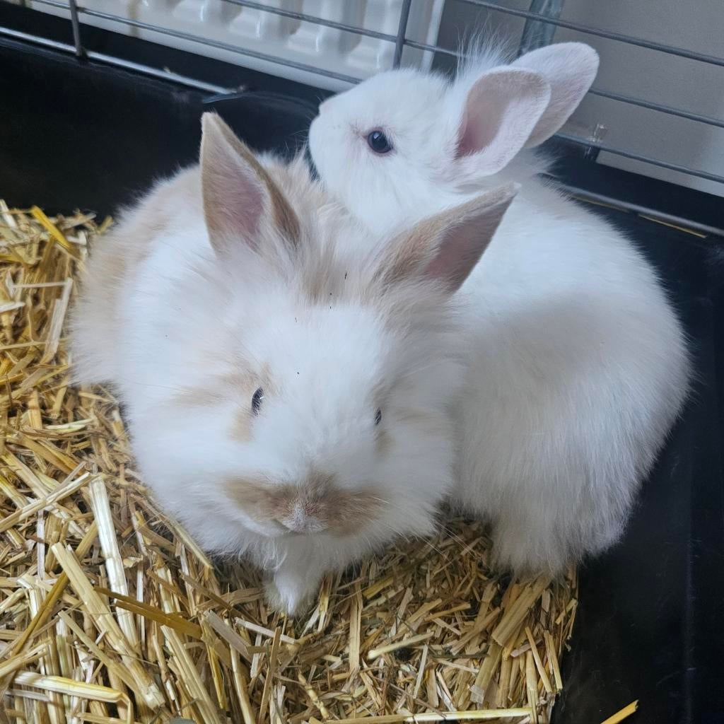 Baby konijnen €20,-!, Meerdere dieren, Dwerg