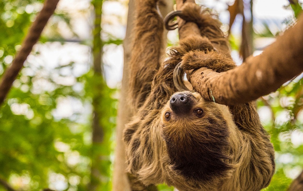 2 kaartjes voor Wildlands!, Tickets en Kaartjes, Twee personen, Ticket of Toegangskaart