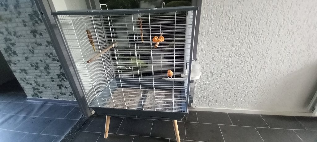Nog steeds gratis af te halen kanari met kooi, Dieren en Toebehoren, Mannelijk, Zangkanarie