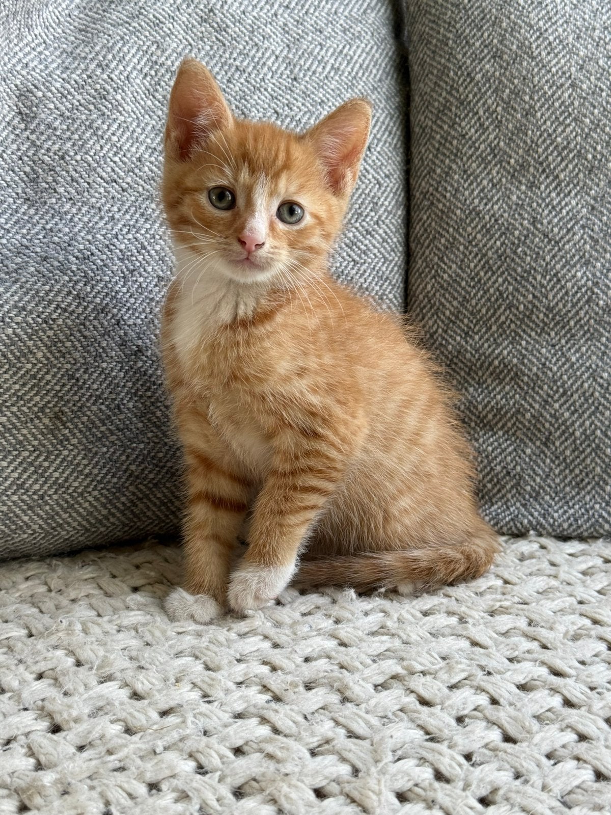 Super lieve, aanhankelijke kittens. Rood en lapjes, Dieren en Toebehoren, Katten en Kittens | Overige Katten, Meerdere dieren
