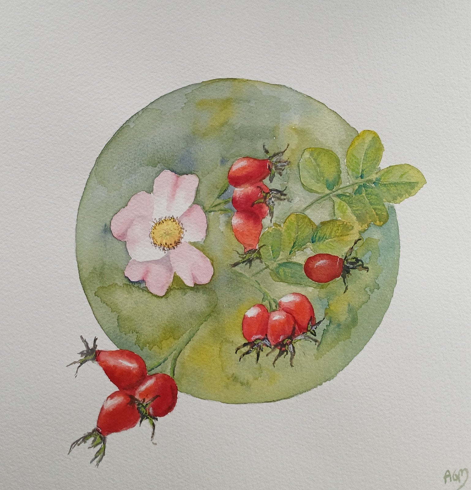 Aquarel rozebottel, Antiek en Kunst, Kunst | Schilderijen | Modern, Ophalen of Verzenden