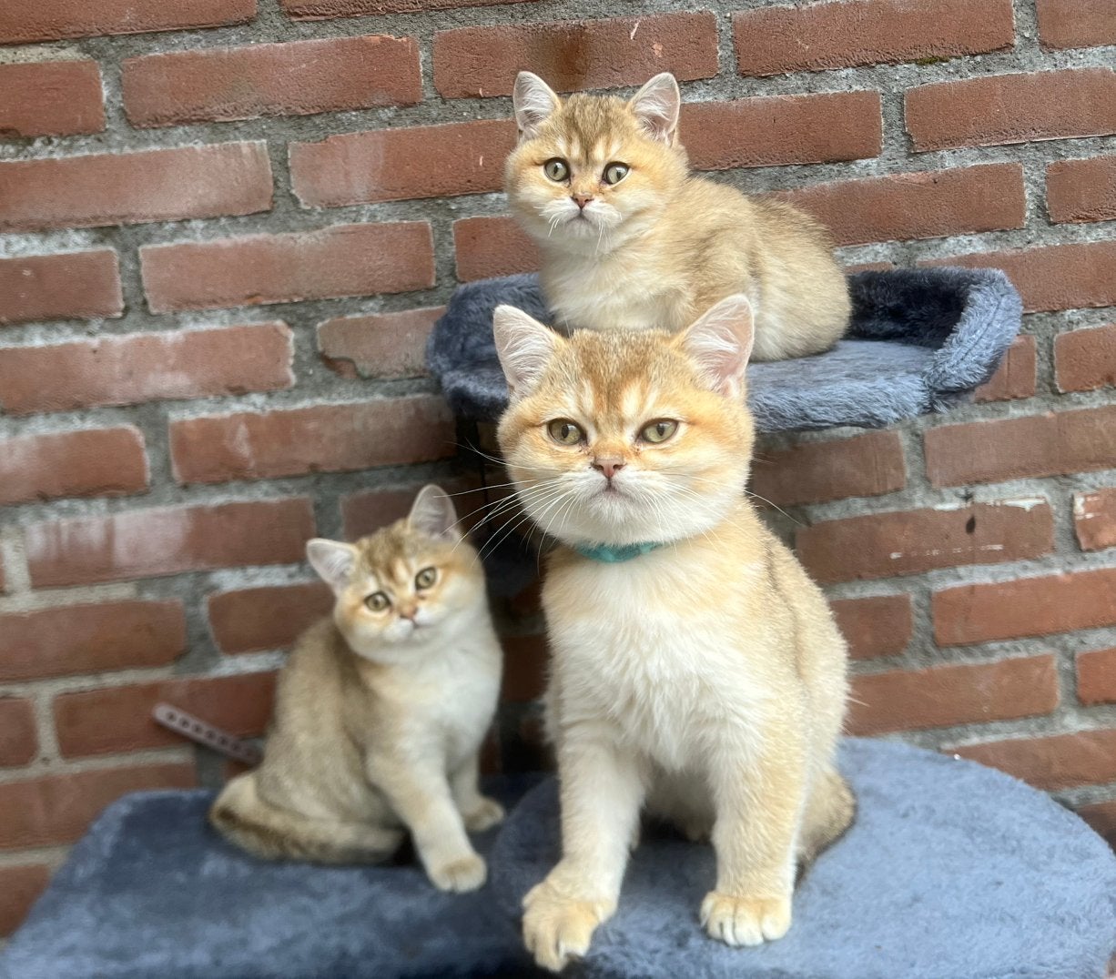British Shorthair Golden Shaded kittens, ouders met stamboom, Kater, Met stamboom, 0 tot 2 jaar