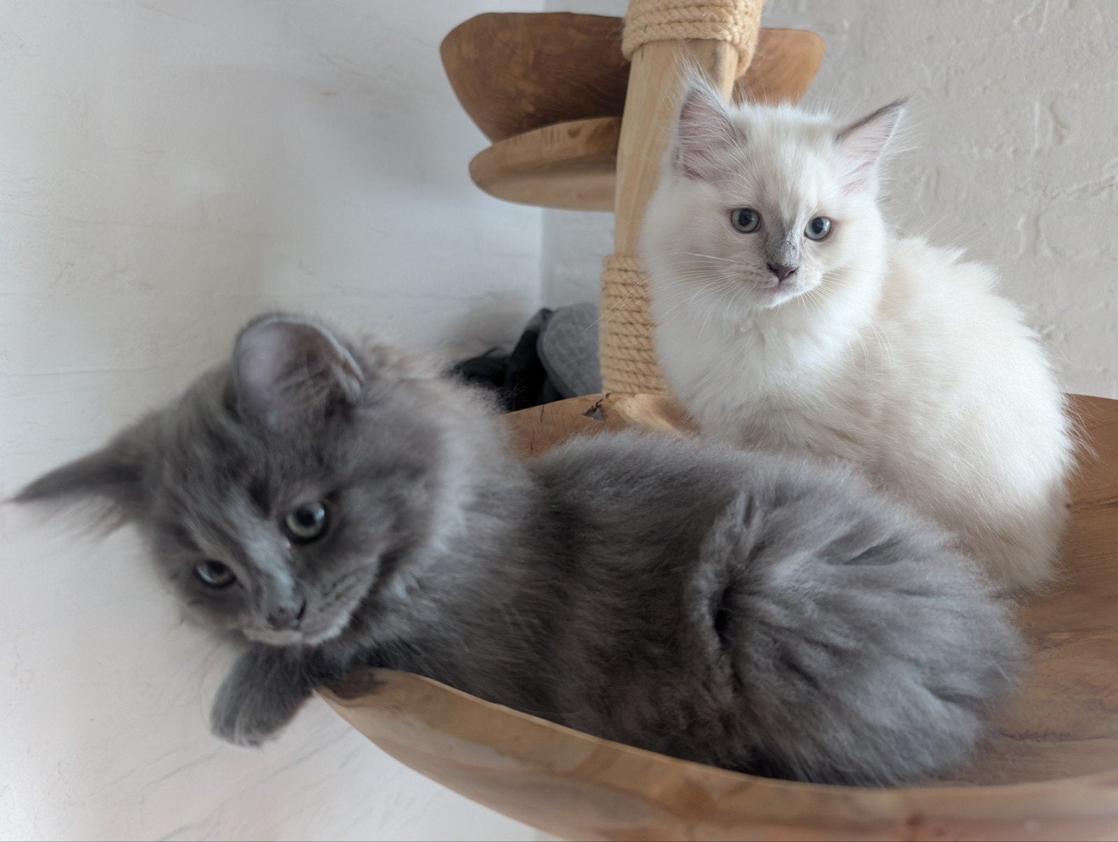 Ragdoll kittens, Dieren en Toebehoren, Poes, Gechipt, 0 tot 2 jaar