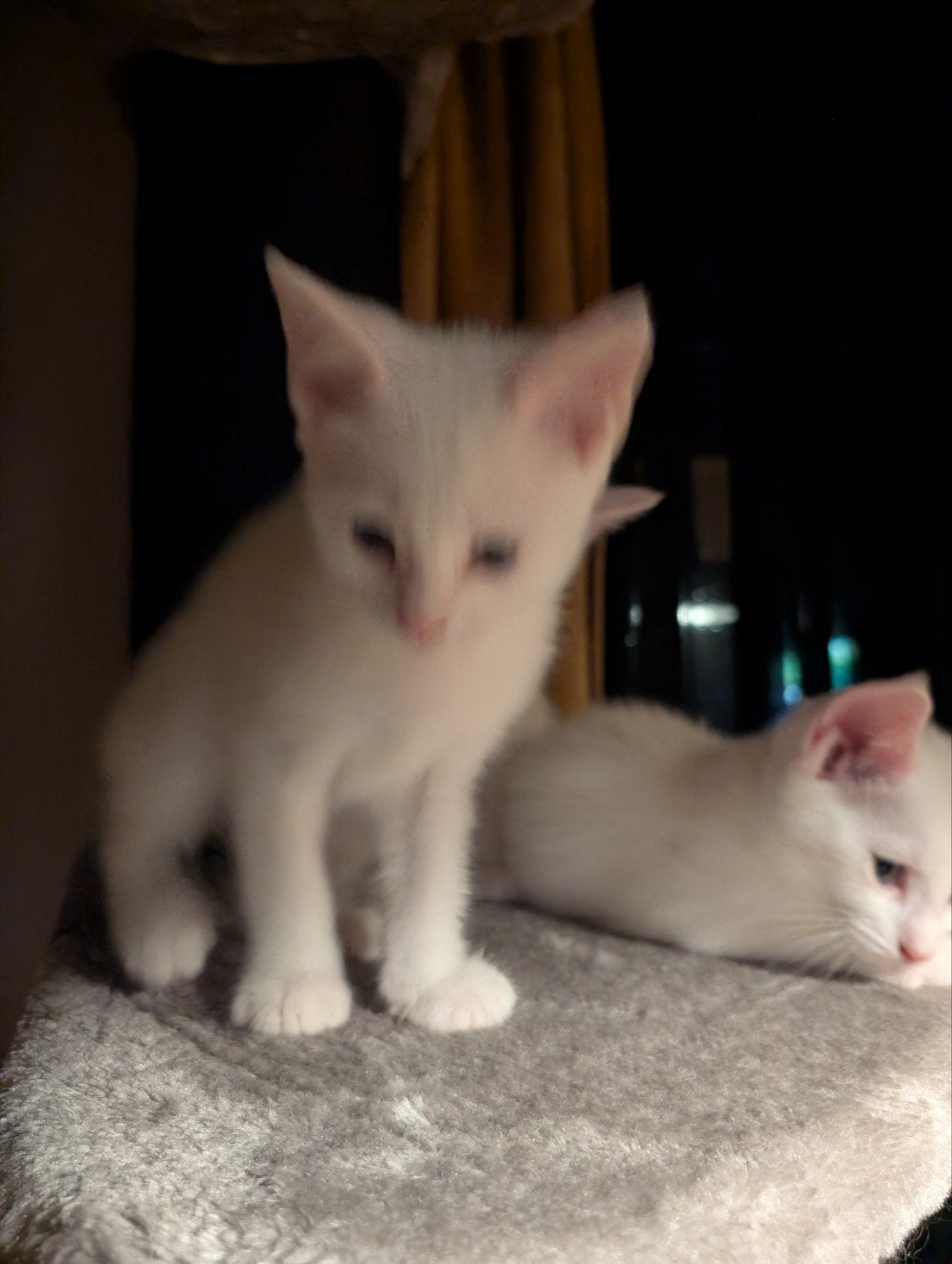 x maincoon kittens