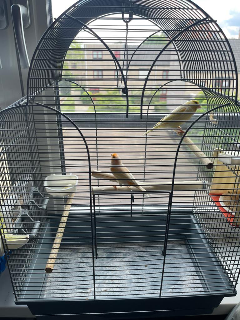 Koppel kanaries met 2 jongen te koop, Dieren en Toebehoren, Vogels | Kanaries
