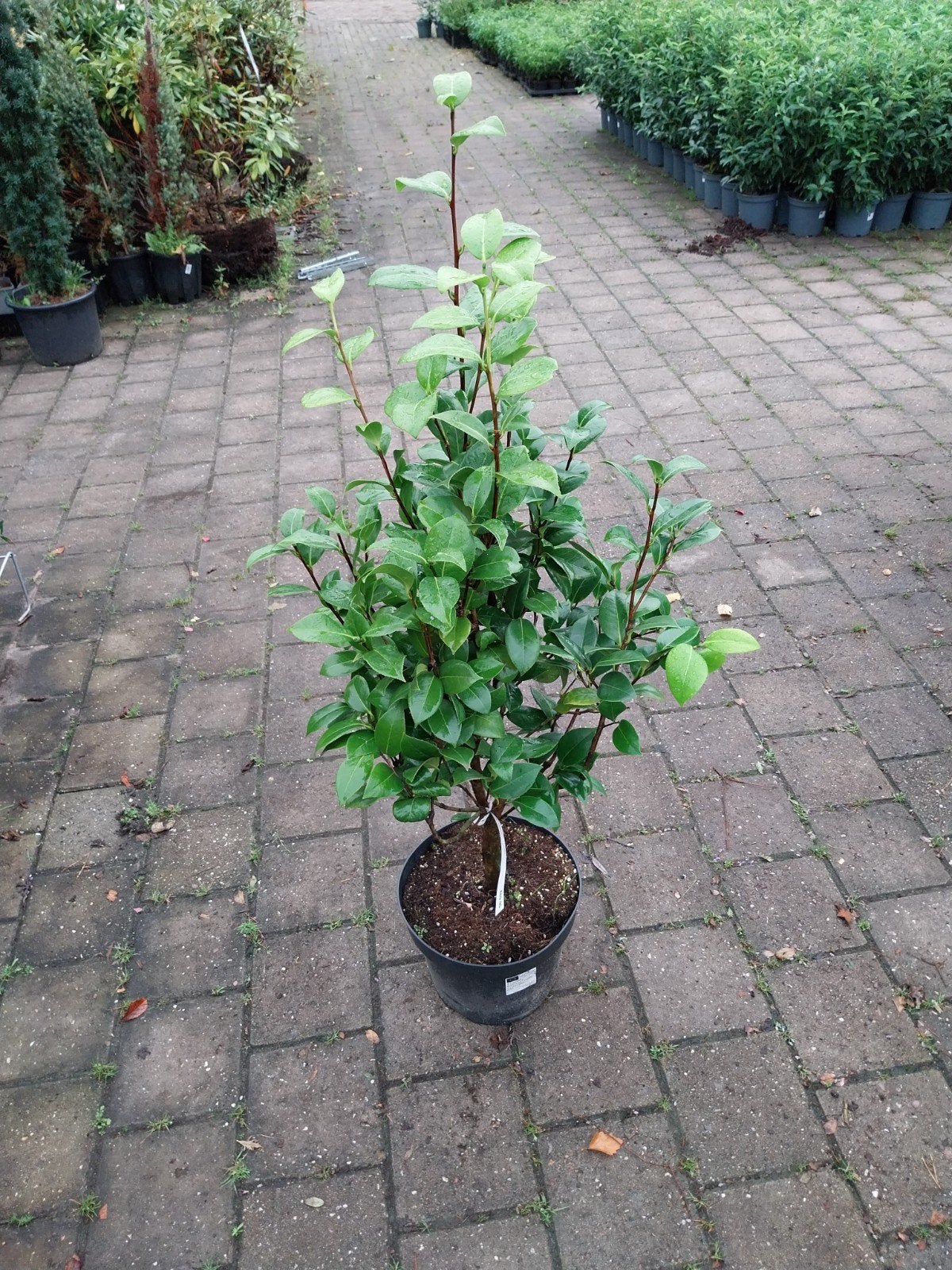 Camellia Struik - Roze Bloemen, Vaste plant, Halfschaduw, Winter, Ophalen