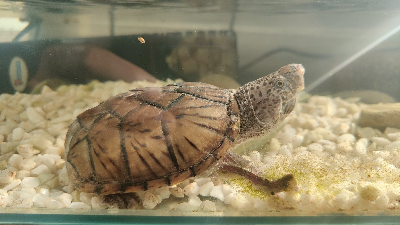 Sternotherus Minor man 2x, 0 tot 2 jaar