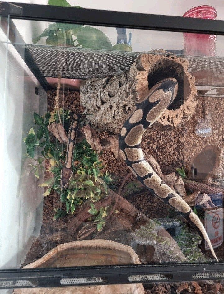 Koningspython(s) Ball Python photo 2