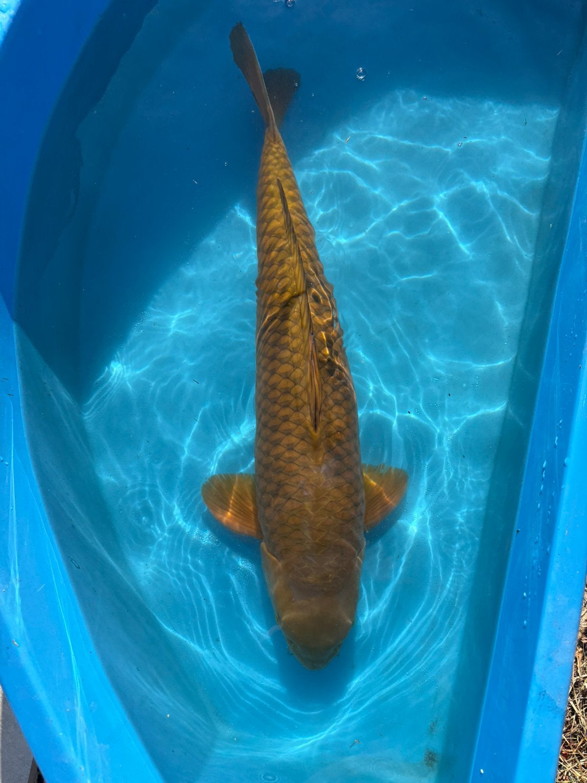 Chagoi hirasawa 65cm., Karper of Koi