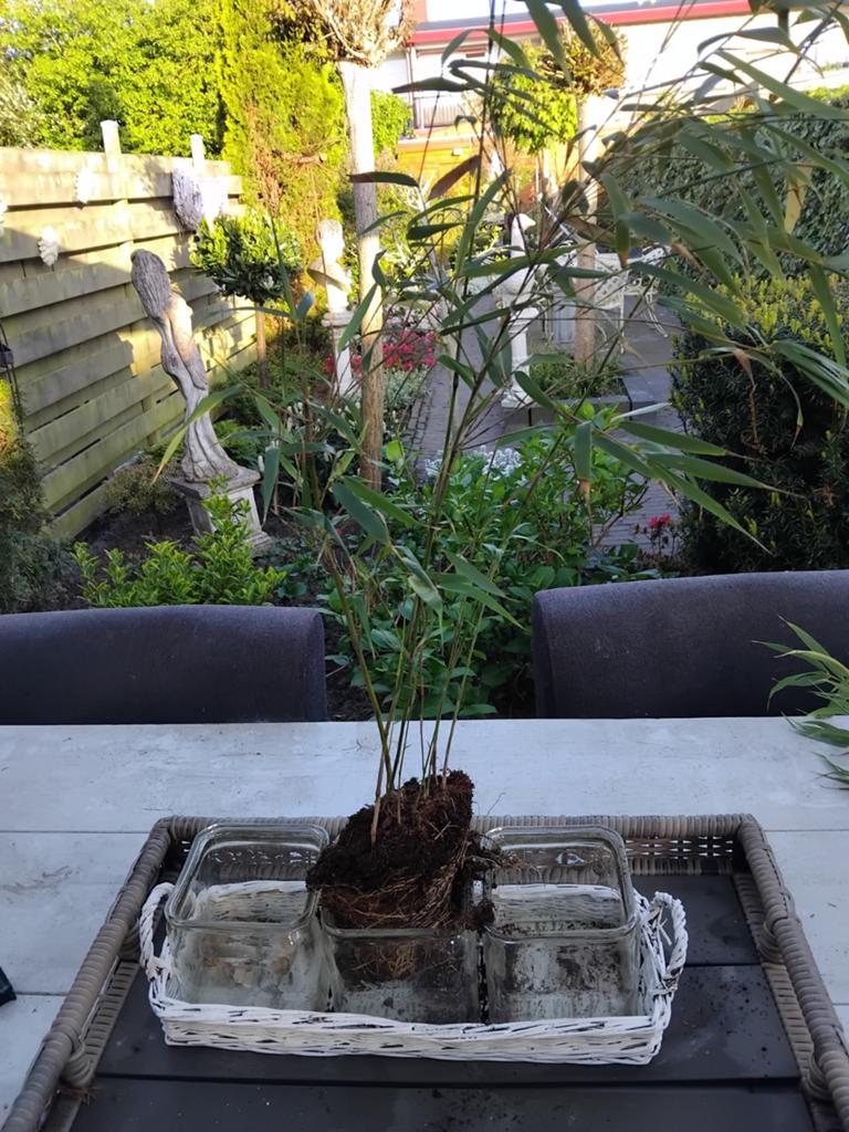 2 stengels niet woekerende bamboe 2 euro  3 stengels 3 euro, Tuin en Terras, Planten | Tuinplanten, Overige soorten, Volle zon