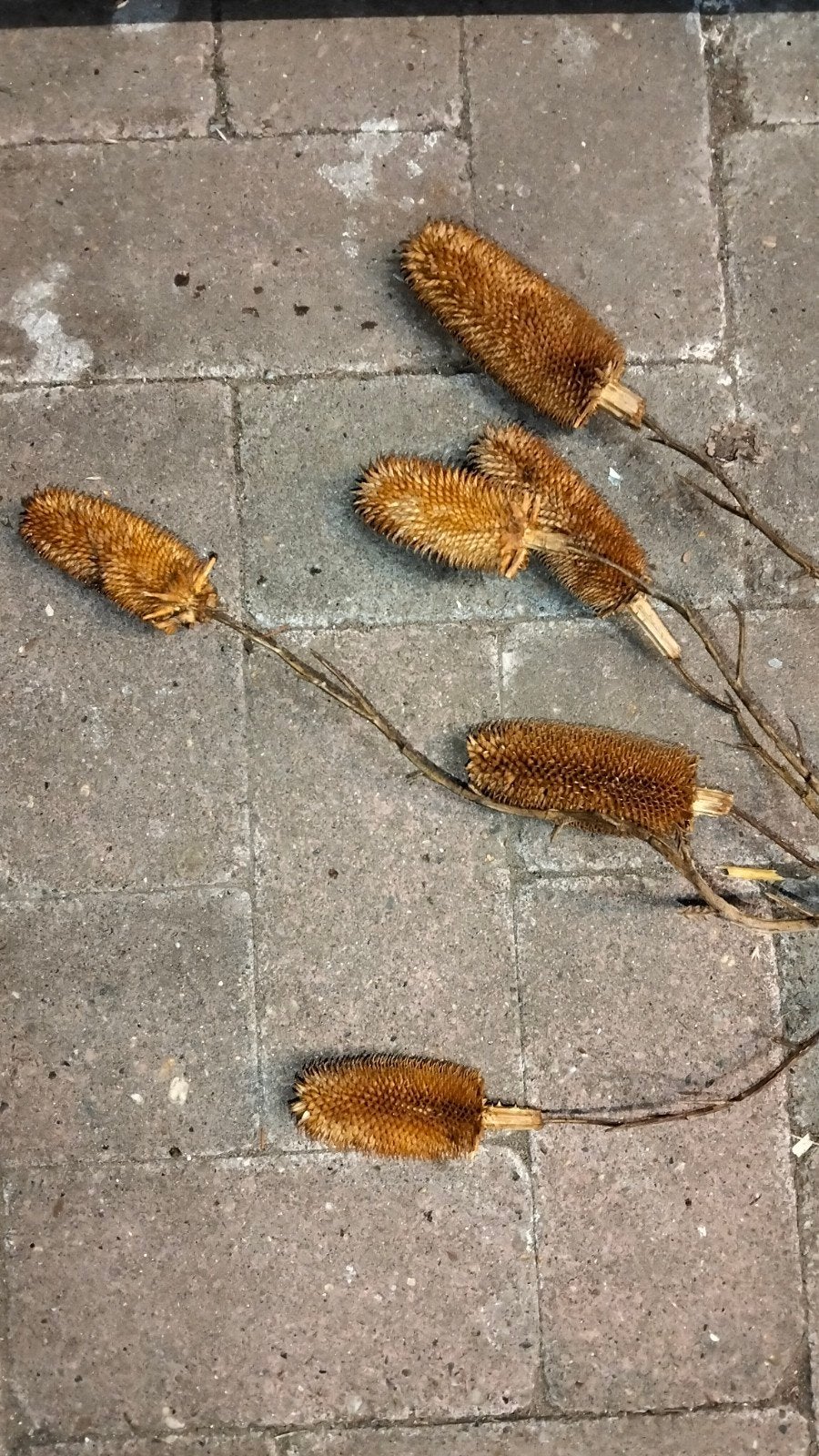 Brocante kunst distel tak, Ophalen of Verzenden