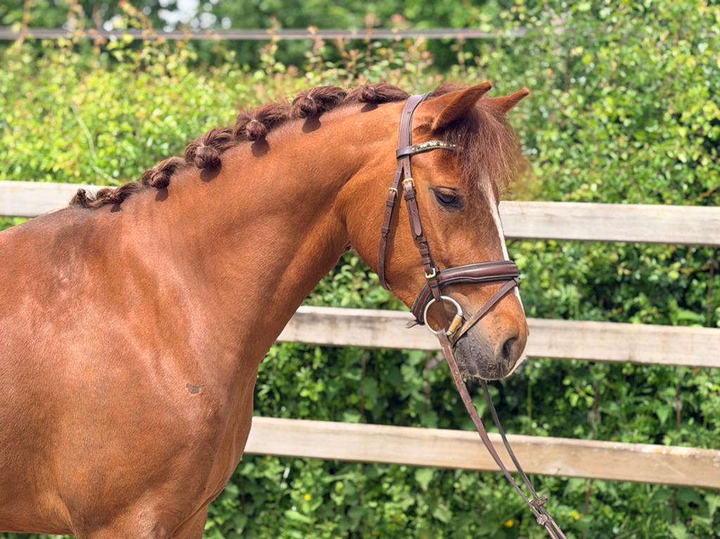4 jarige New Forest Merrie, Dieren en Toebehoren, Pony's, Merrie, B, D pony (1.37m tot 1.48m), Springpony, 3 tot 6 jaar, Met stamboom