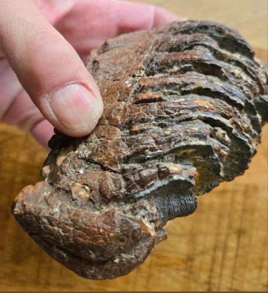 Kies van een wolharige Mammoet Fossiel ijstijd, Verzamelen, Mineralen en Fossielen, Ophalen of Verzenden, Fossiel