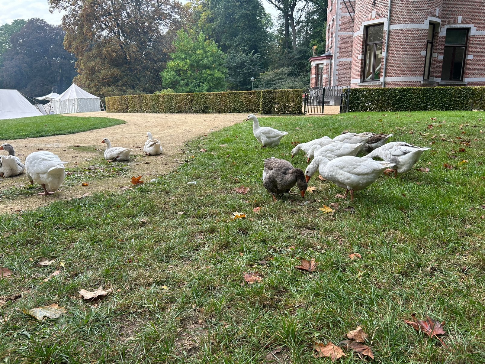 Boeren ganzen aangeboden, Dieren en Toebehoren, Meerdere dieren, Gans of Zwaan