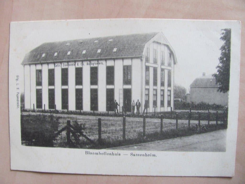 Sassenheim 1900 reclamekaart Gebr Zonneveld & co bulbgrowers, Ophalen of Verzenden, Gebruikt, Overige typen