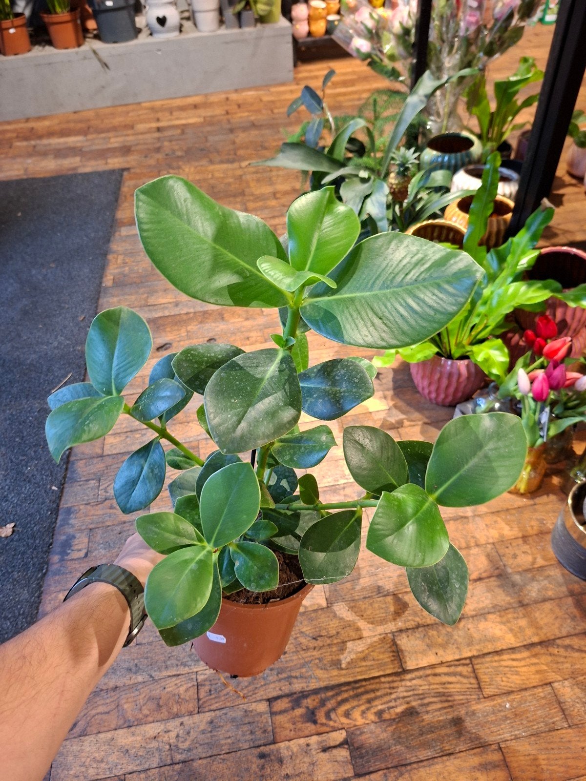 Clusia Rosea, Ophalen, Overige soorten, Halfschaduw, In pot