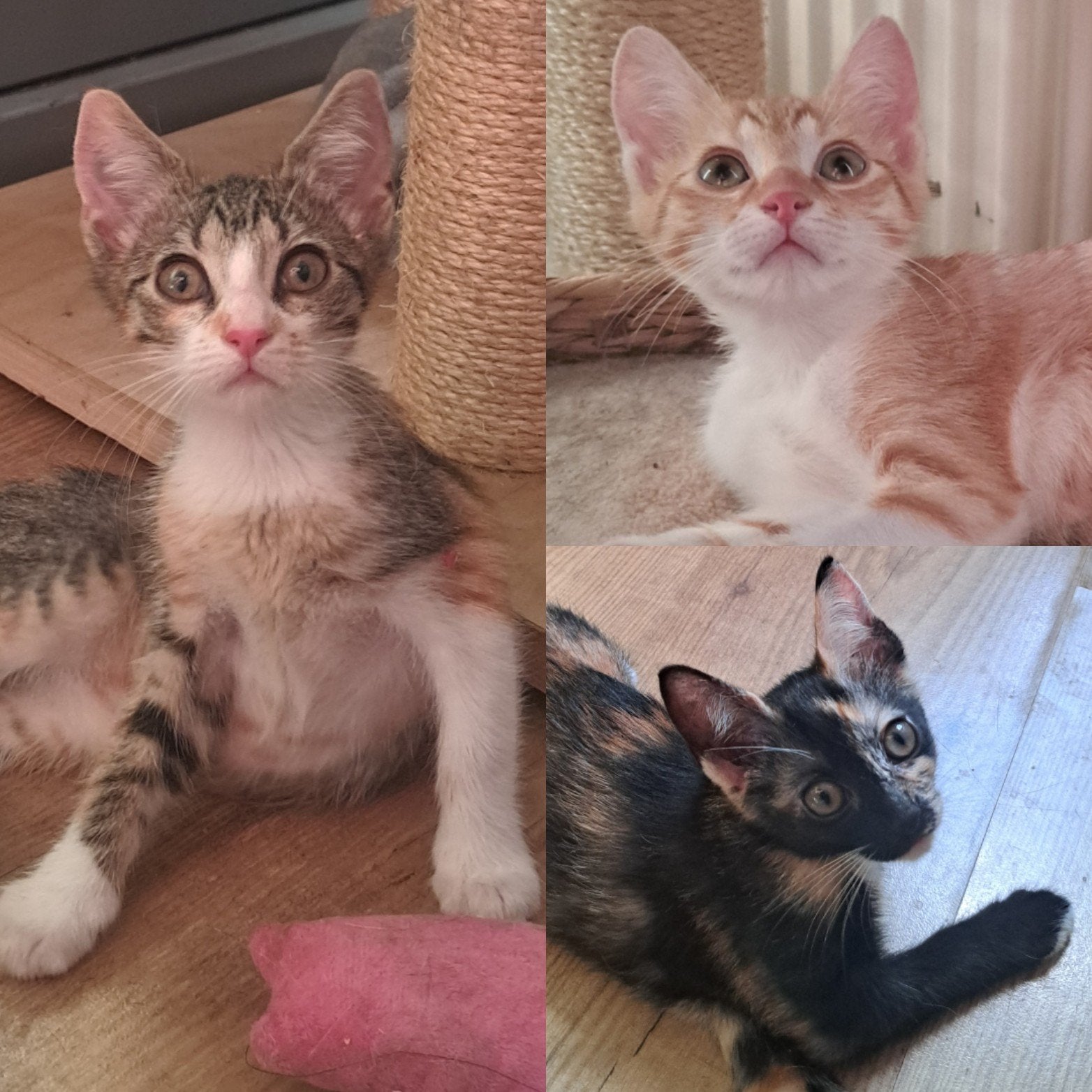 3 super lieve Kittens van 14wkn oud, Dieren en Toebehoren, Katten en Kittens | Overige Katten, Kortharig, Meerdere dieren, 0 tot 2 jaar