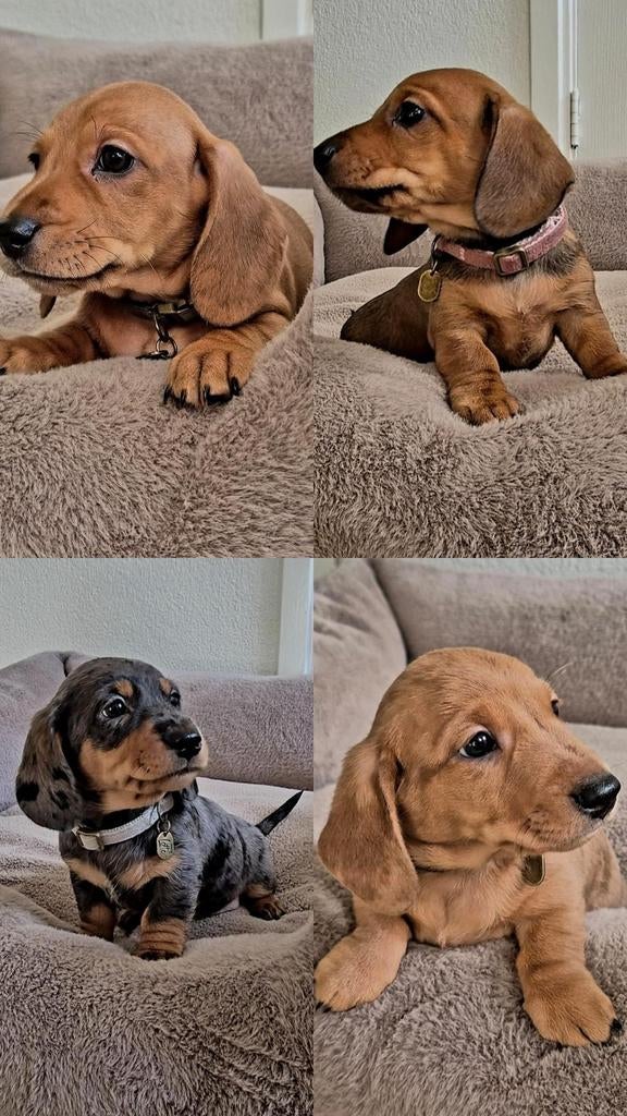 Lieve dwergteckel puppies zoeken een 5 sterren huisje, 8 tot 15 weken, Korthaar, Dwerg, Meerdere