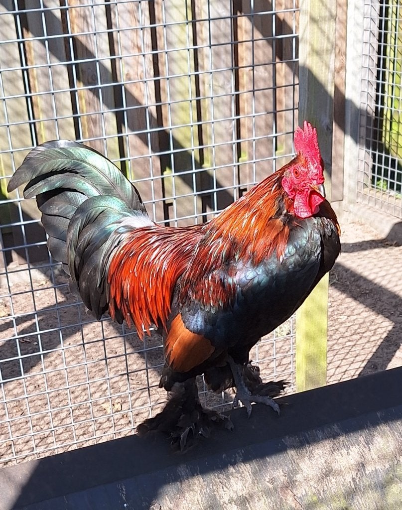 Sabelpoot kriel, Meerdere dieren, Kip