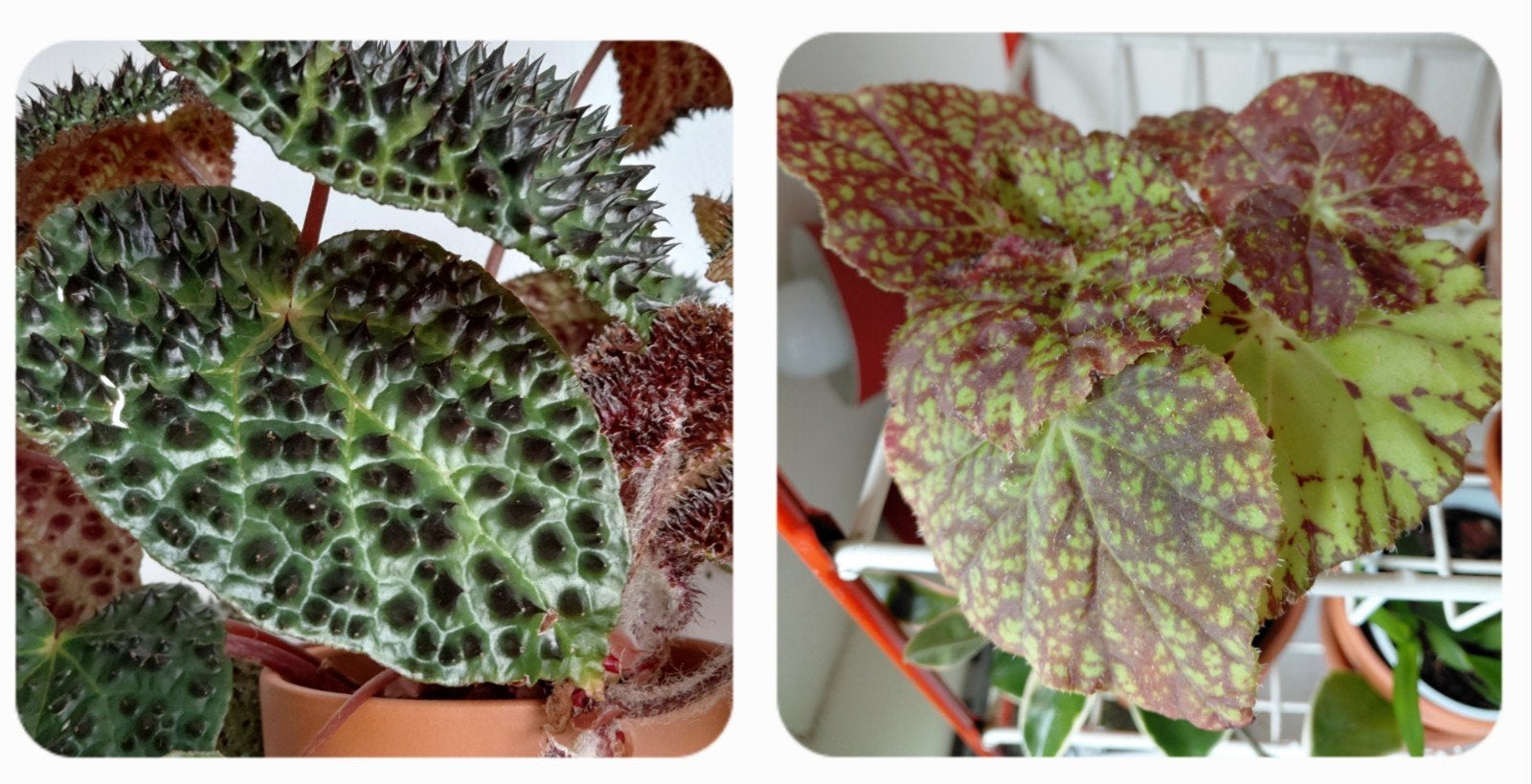 2x gewortelde stekken Begonia Rex Verde + Begonia Rex Ferox, Ophalen of Verzenden, Halfschaduw, Minder dan 100 cm