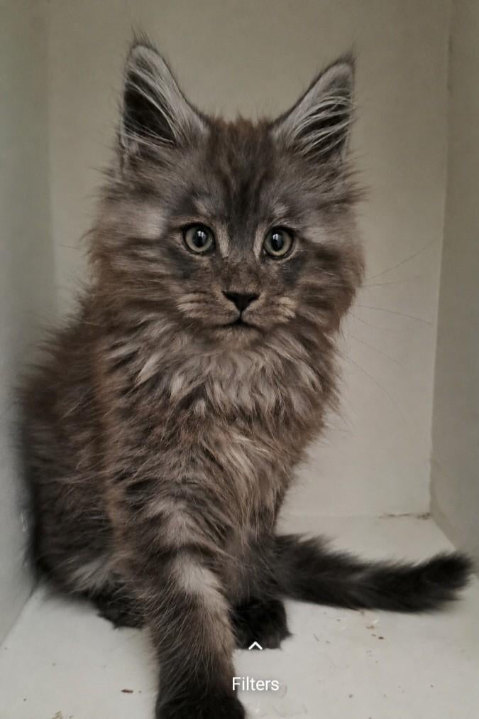 Maine coon kittens met stamboom, Meerdere dieren, Met stamboom