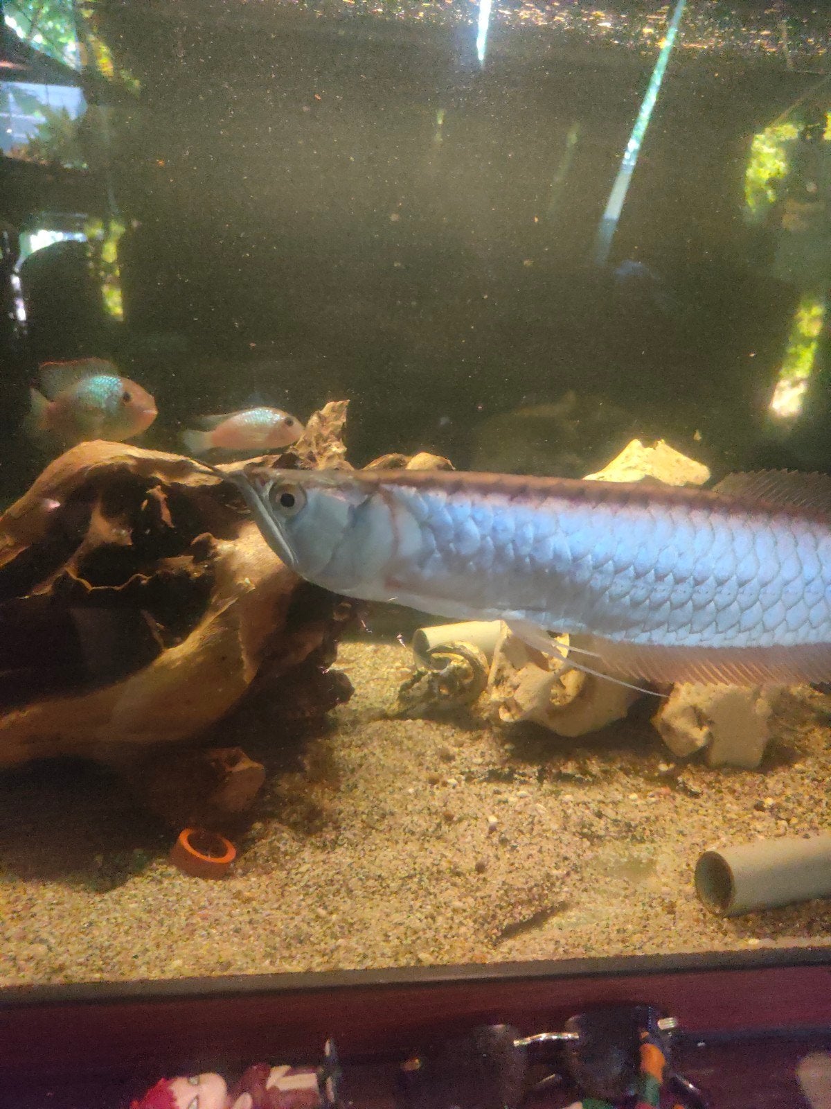 Arowana, Dieren en Toebehoren, Vissen | Aquariumvissen, Vis, Zoetwatervis
