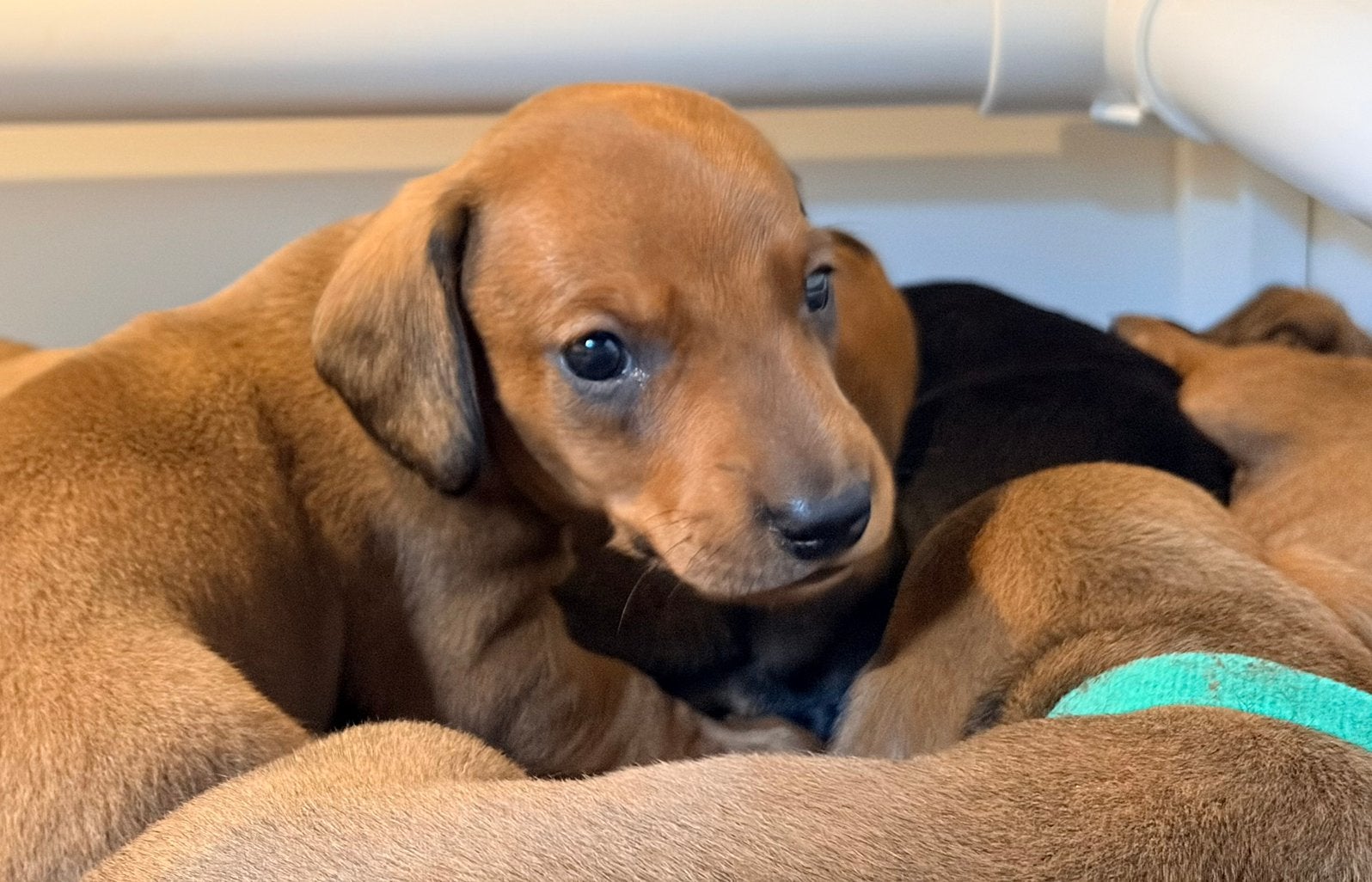 Teckel pups korthaar reu standaard bruin & black&tan, Dieren en Toebehoren, Honden | Teckels en Dashonden, Standaard, Reu, 8 tot 15 weken